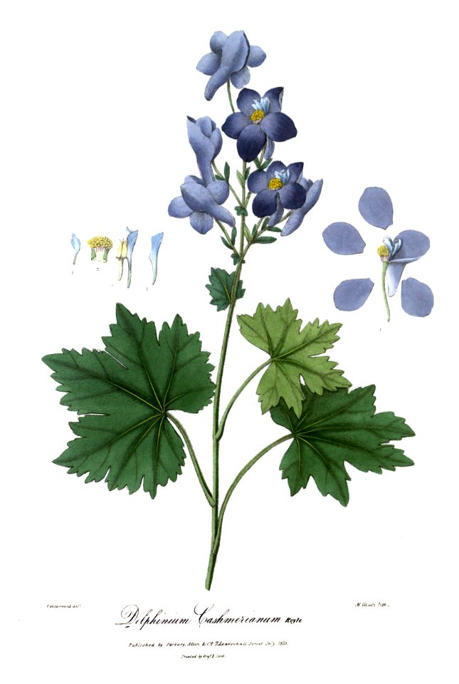 DelphiniumRoyle