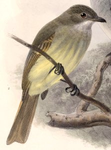 Deltarhynchus flammulatus 1902
