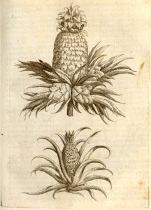 Den Ananas - BNA-DIG-KOSTBARE-0427-027