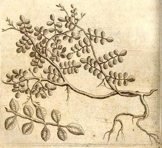 Den Indigo - BNA-DIG-KOSTBARE-0427-024
