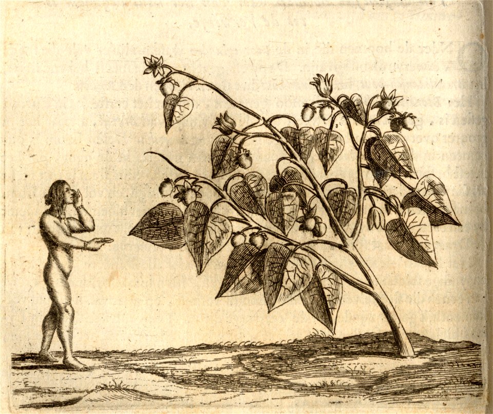 Den Roucou - BNA-DIG-KOSTBARE-0427-016