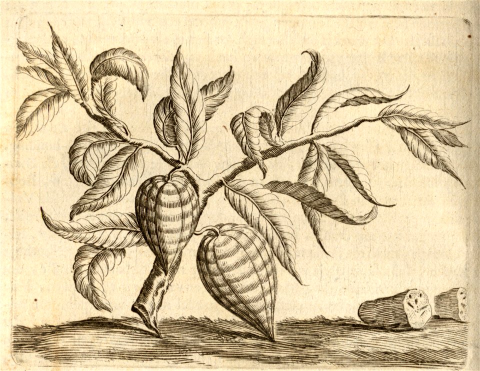 Den Cacao - BNA-DIG-KOSTBARE-0427-015