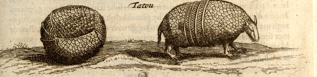 Den Tatou - BNA-DIG-KOSTBARE-0427-029 b