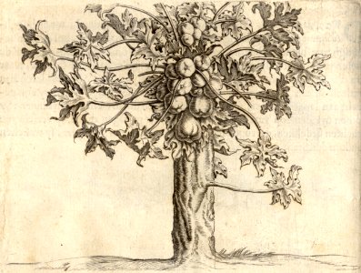 Den anderen soorte van Papaye-boom - BNA-DIG-KOSTBARE-0427-006
