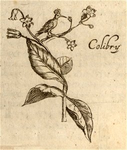 Den Colibry - BNA-DIG-KOSTBARE-0427-033 e
