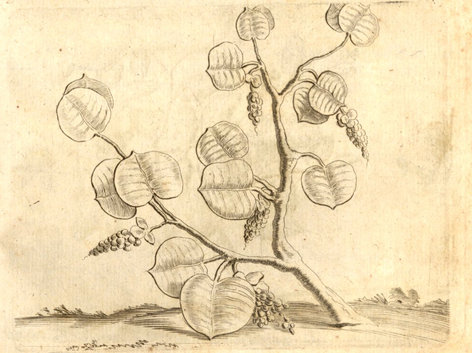 Den Druyve-boom - BNA-DIG-KOSTBARE-0427-007