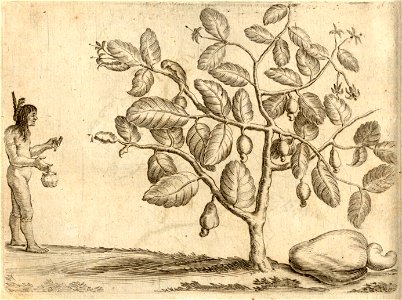 Den Acajoe - BNA-DIG-KOSTBARE-0427-009
