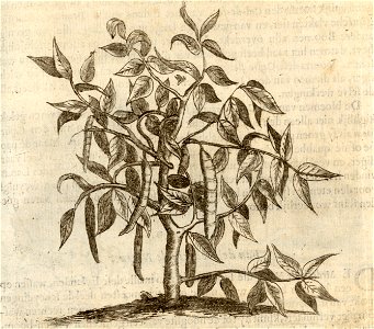 Den Cassie of Canificie-boom - BNA-DIG-KOSTBARE-0427-017