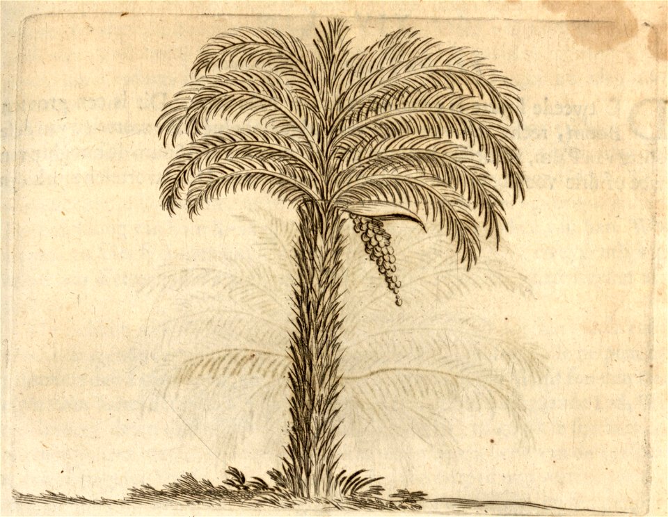 Den Doornigen Palm-boom - BNA-DIG-KOSTBARE-0427-011
