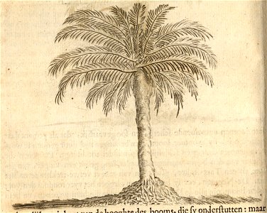 Den Tammen Palm-Boom - BNA-DIG-KOSTBARE-0427-012