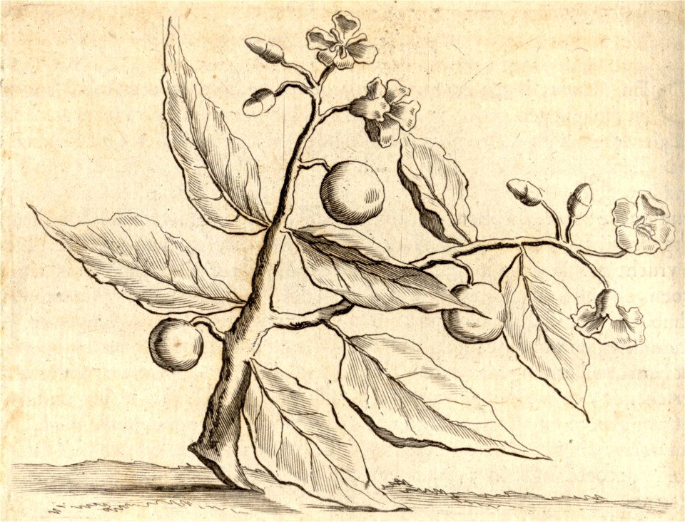 Den Junipa - BNA-DIG-KOSTBARE-0427-008