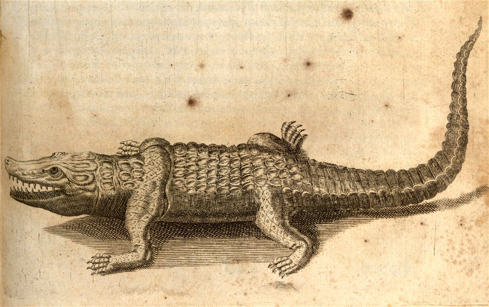 Den Krokodil die d'Eylanderen Cayman noemen - BNA-DIG-KOSTBARE-0427-044 b
