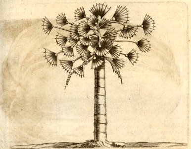 Den Latane-boom - BNA-DIG-KOSTBARE-0427-013