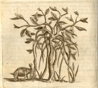 Den Paretuve-boom - BNA-DIG-KOSTBARE-0427-019