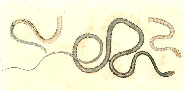 Dendrelaphis pictus 2 Hardwicke