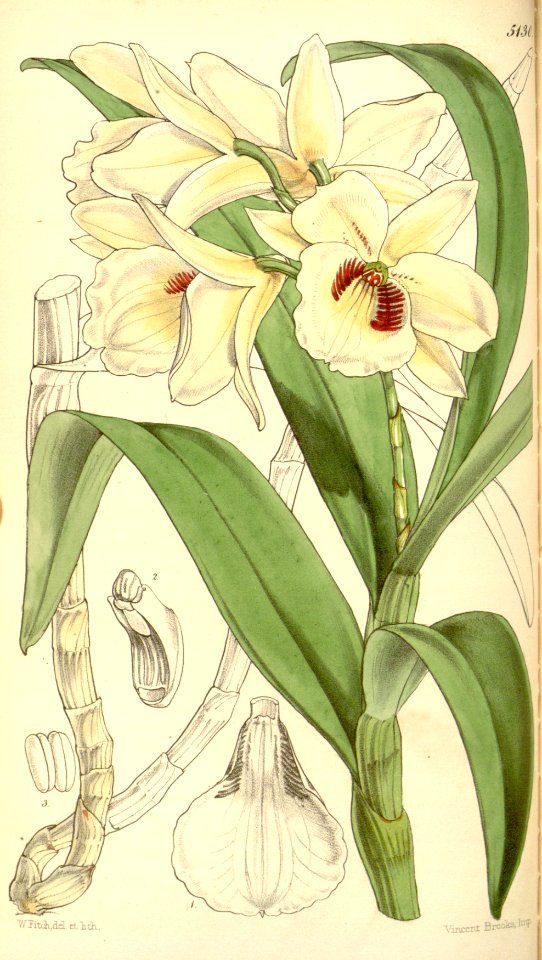 Dendrobium albosanguineum