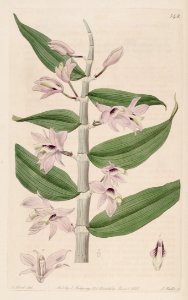 Dendrobium aphyllum (as Dendrobium cucullatum) - Bot. Reg. 7 pl.548 (1821). Free illustration for personal and commercial use.