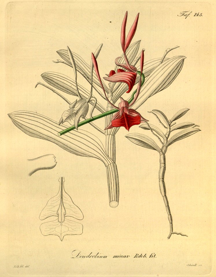 Dendrobium bicaudatum (as Dendrobium minax) - Xenia 2 pl 145. Free illustration for personal and commercial use.