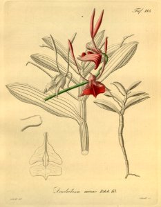 Dendrobium bicaudatum (as Dendrobium minax) - Xenia 2 pl 145