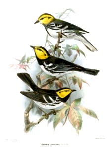 DendraecaChrysopariaKeulemans