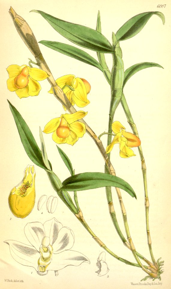 Dendrobium chrysocrepis - Curtis' 98 (Ser. 3 no. 28) pl. 6007 (1872)