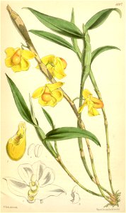 Dendrobium chrysocrepis - Curtis' 98 (Ser. 3 no. 28) pl. 6007 (1872)