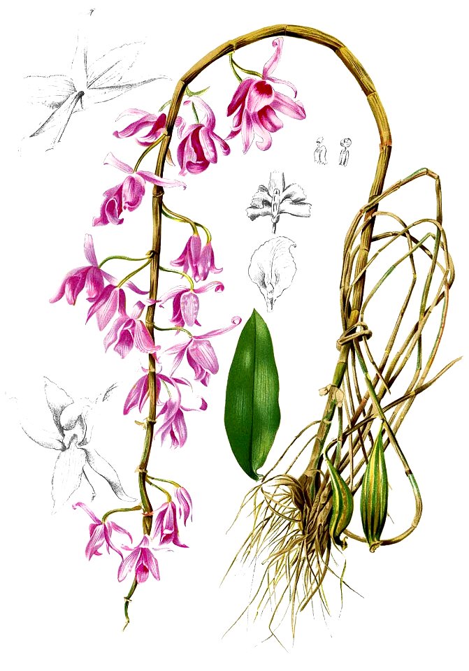 Dendrobium anosmum Blanco2.389-cropped. Free illustration for personal and commercial use.