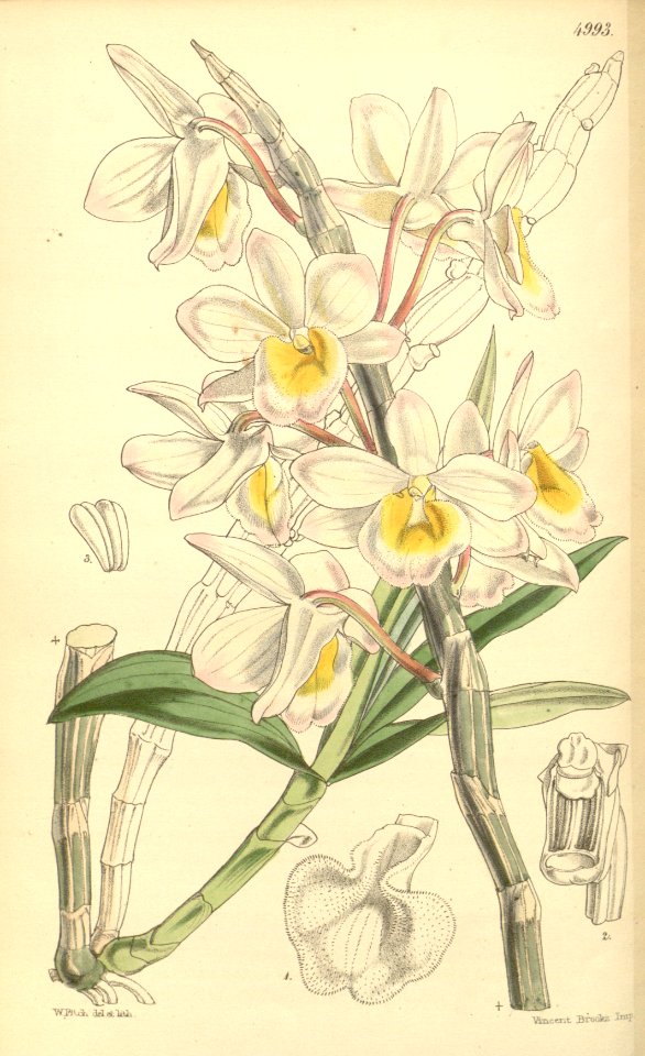 Dendrobium crepidatum - Curtis' 83 (Ser. 3 no. 13) pl. 4993 (1857)