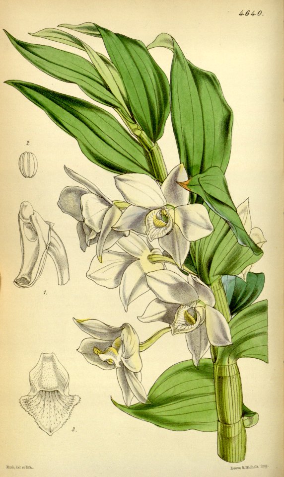 Dendrobium aqueum