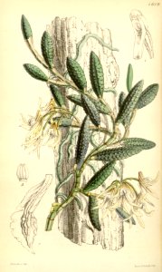 Dendrobium cucumerinum - Curtis' 77 (Ser. 3 no. 7) pl. 4619 (1851)