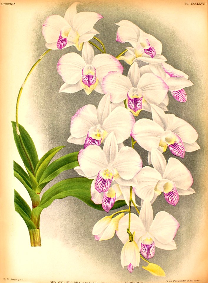 Dendrobium bigibbum3454