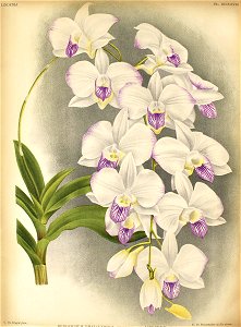 Dendrobium bigibbum3454
