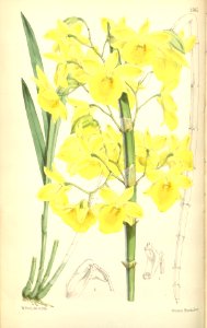 Dendrobium dixanthum - Curtis' 92 (Ser. 3 no. 22) pl. 5564 (1866)
