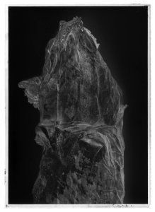 Den yttersta av Gustav II Adolfs Lützenskjortor - Livrustkammaren - 26625-negative