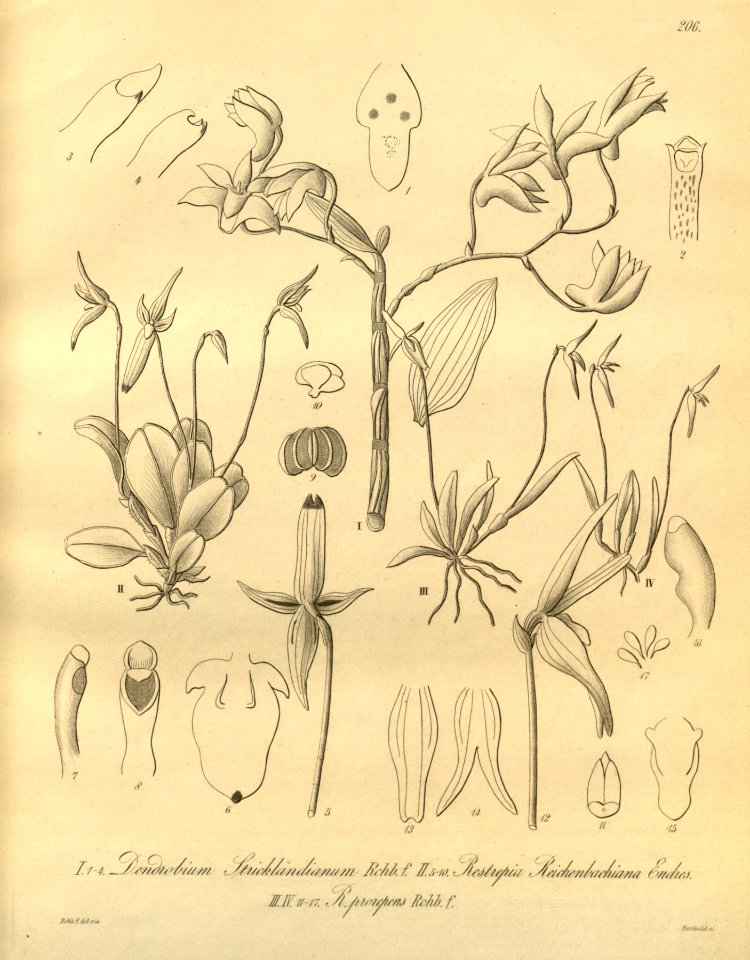 Dendrobium catenatum (as D. stricklandianum- Pleurothallopsis reichenbachiana (as Restrepia r.) - Barbosella prorepens (as Restrepia p.) - Xenia 3 pl 206