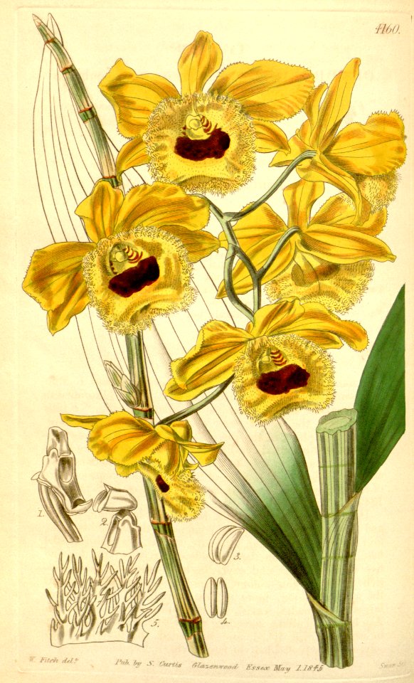 Dendrobium fimbriatum (as Dendrobium fimbriatum var. oculatum) - Curtis' 71 (Ser. 3 no. 1) pl. 4160 (1845)