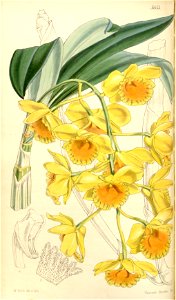 Dendrobium chrysotoxum. Free illustration for personal and commercial use.