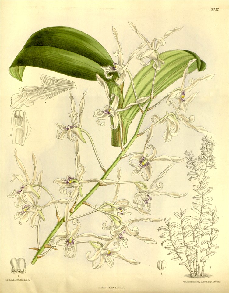 Dendrobium gouldii (as Dendrobium imthurnii) - Curtis' 138 (Ser. 4 no. 8) pl. 8452 (1912)