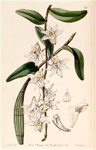 Dendrobium crumenatum- Edwards vol 25 (NS 2) pl 22 (1839). Free illustration for personal and commercial use.