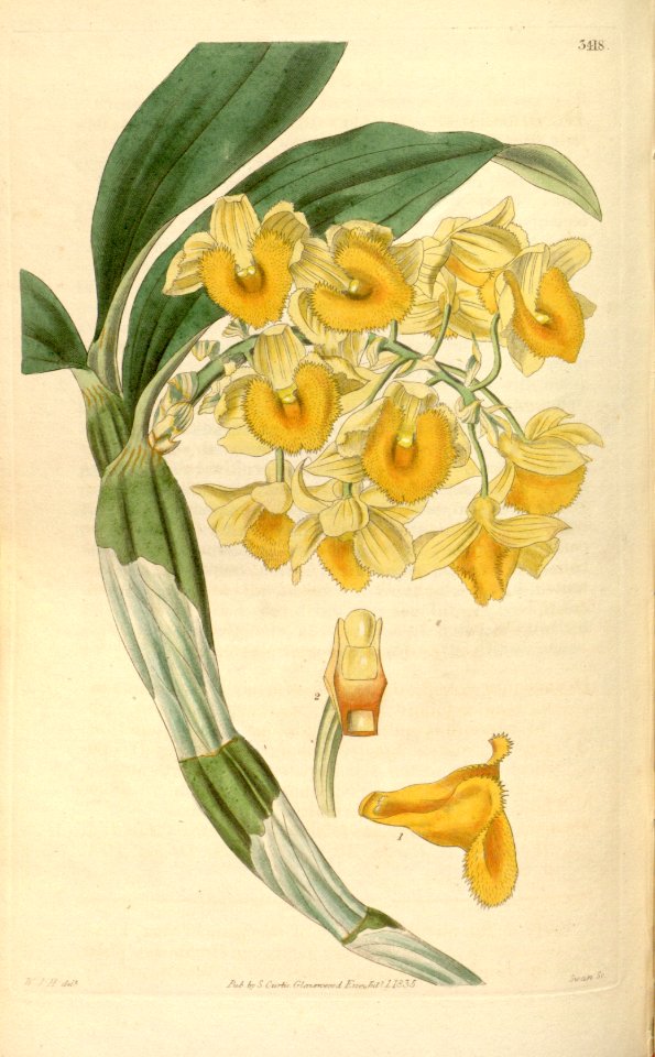 Dendrobium densiflorum - Curtis' 62 (N.S. 9) pl. 3418 (1835)