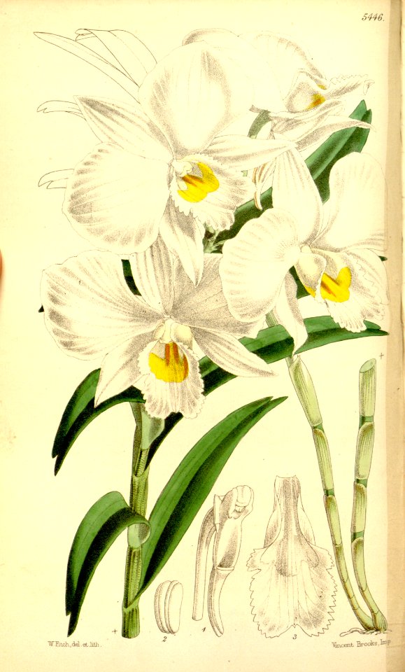 Dendrobium infundibulum - Curtis' 90 (Ser. 3 no. 20) pl. 5446 (1864)