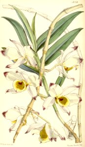 Dendrobium falconeri. Free illustration for personal and commercial use.