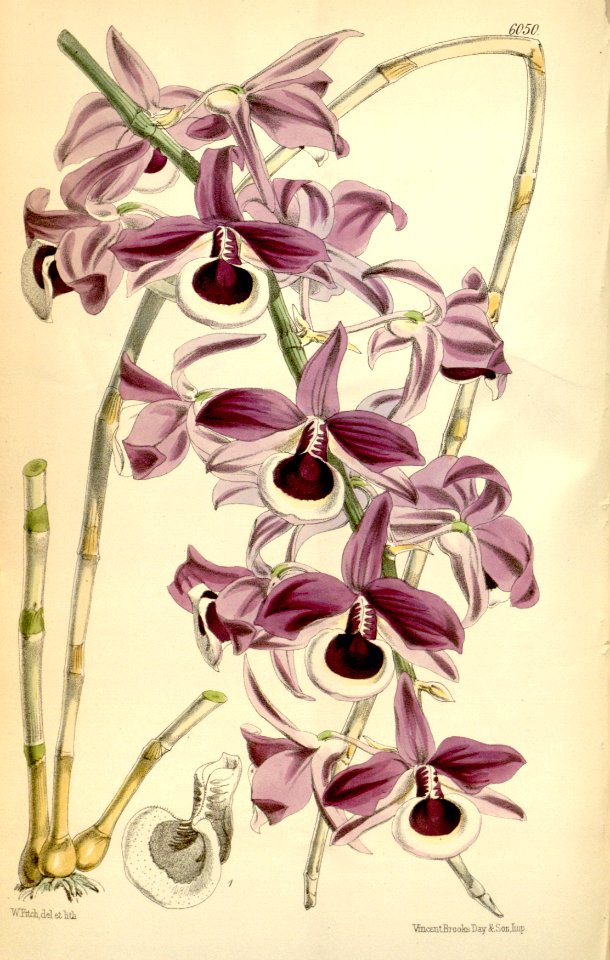 Dendrobium lituiflorum