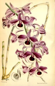 Dendrobium lituiflorum. Free illustration for personal and commercial use.