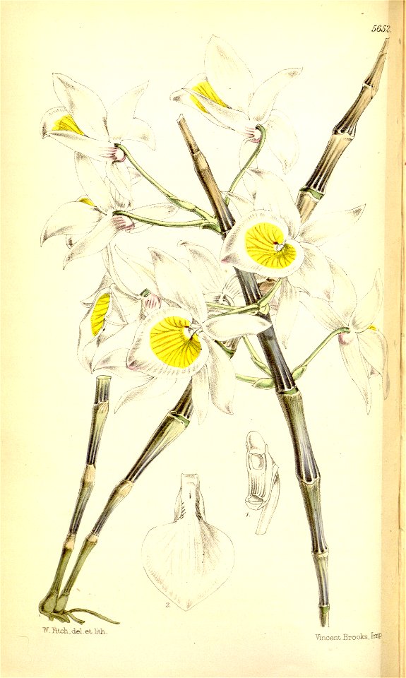 Dendrobium gratiosissimum (as Dendrobium bullerianum) - Curtis' 93 (Ser. 3 no. 23) pl. 5652 (1867)