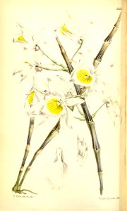 Dendrobium gratiosissimum (as Dendrobium bullerianum) - Curtis' 93 (Ser. 3 no. 23) pl. 5652 (1867). Free illustration for personal and commercial use.