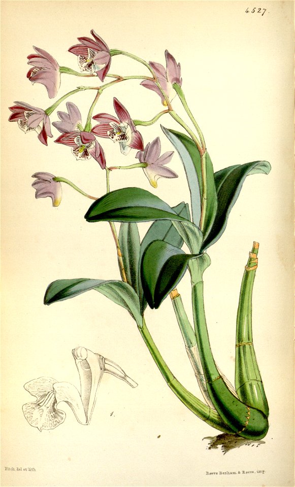 Dendrobium kingianum - Curtis' 76 (Ser. 3 no. 6) pl. 4527 (1850)