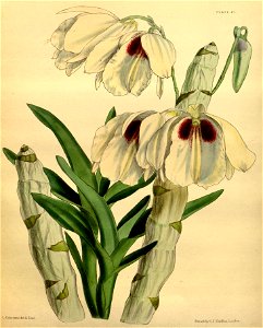 Dendrobium albosanguineum Paxton 057