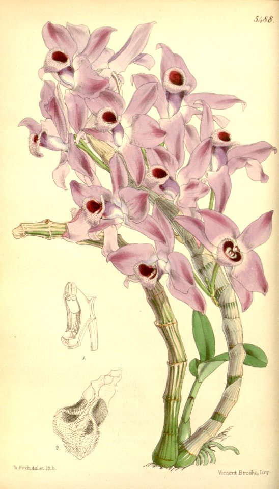 Dendrobium parishii