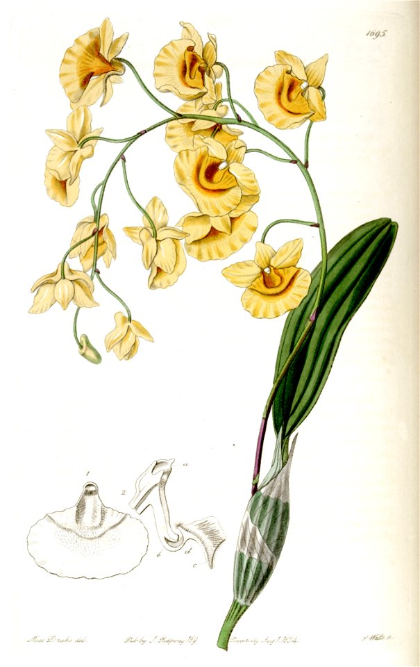 Dendrobium lindleyi (as Dendrobium aggregatum) - Edwards vol 20 pl 1695 (1835)